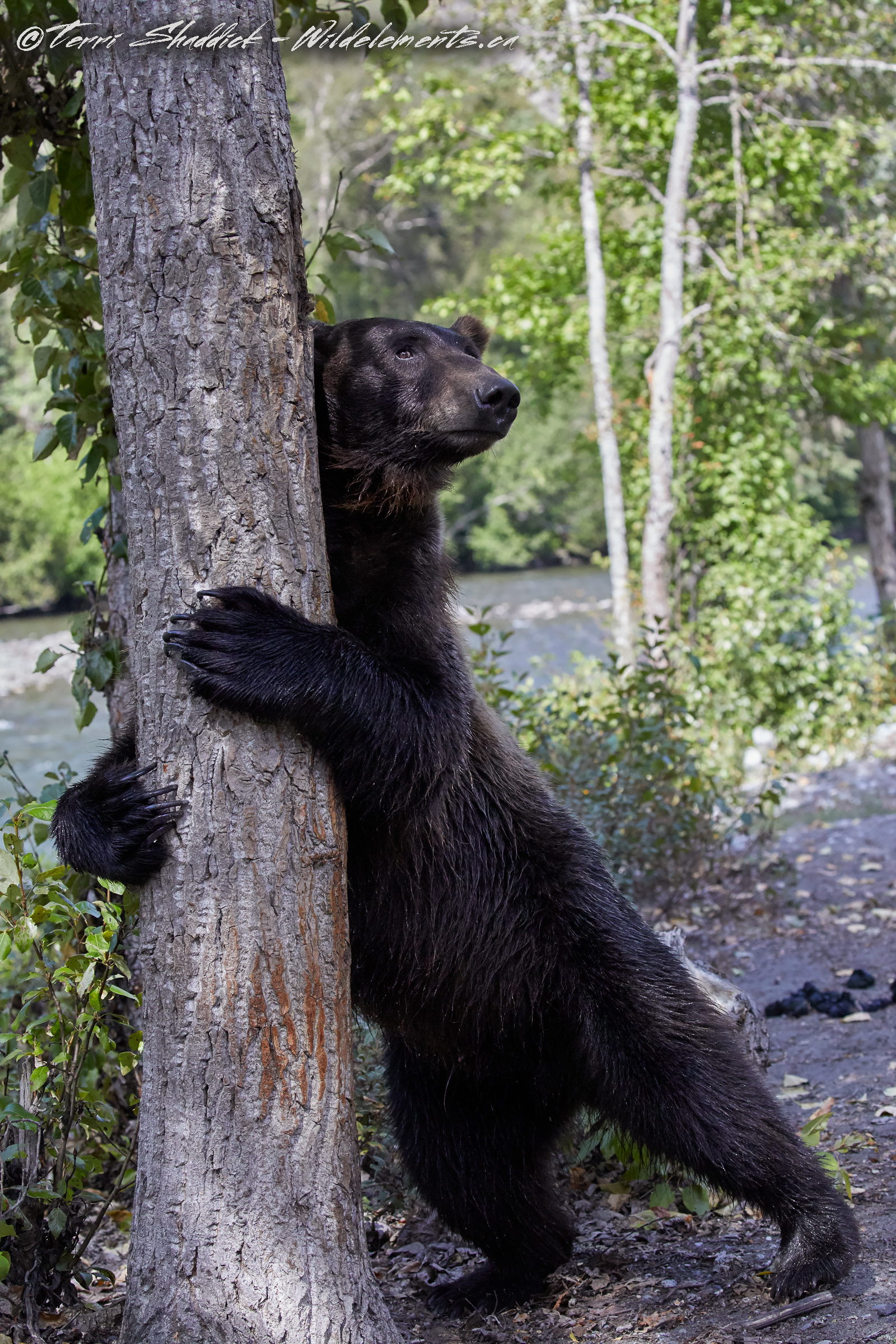 tree-hugger-wild-elements