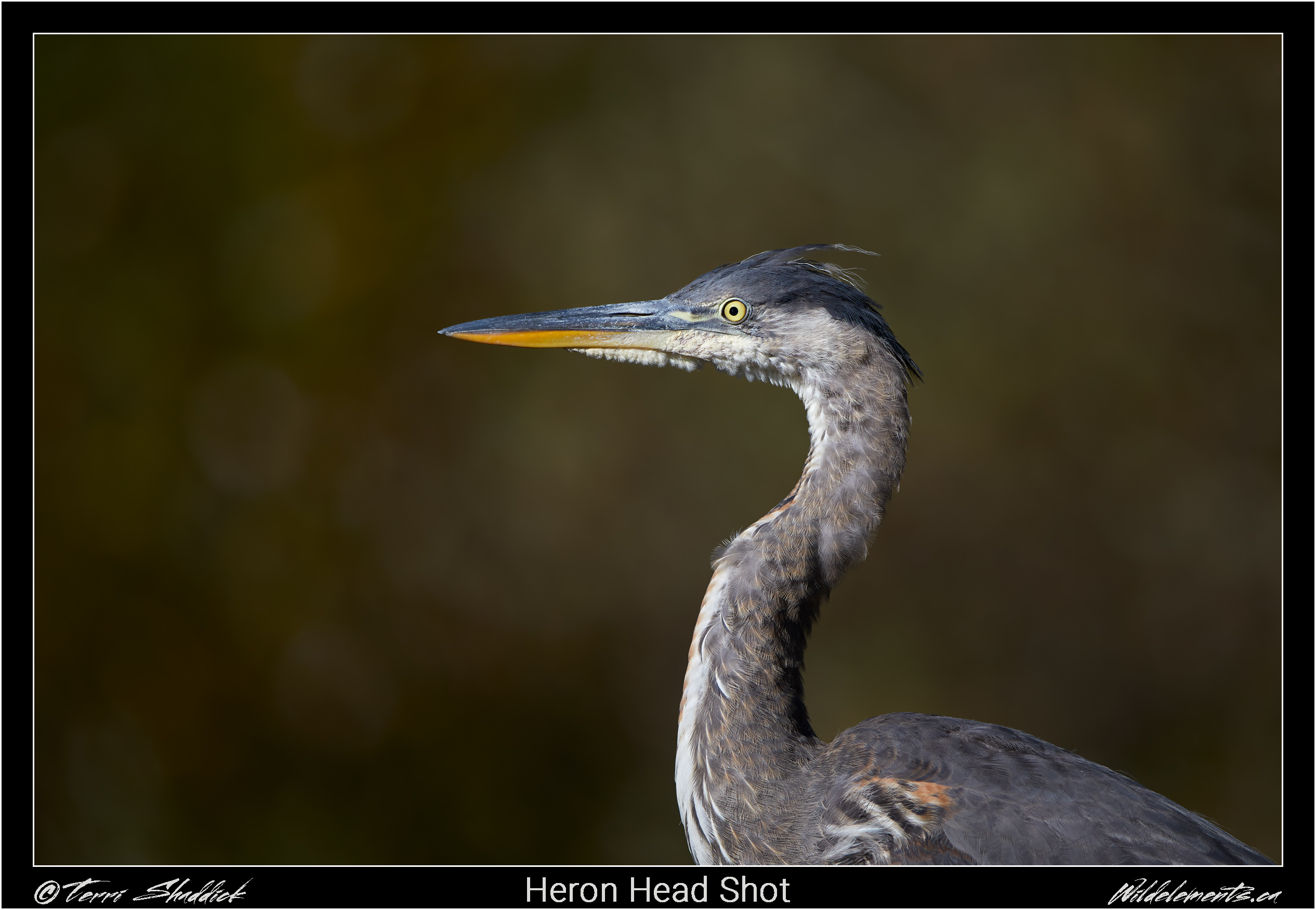 Heron Head Shot - Wild Elements