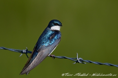 Tree Swallow on barbed wire