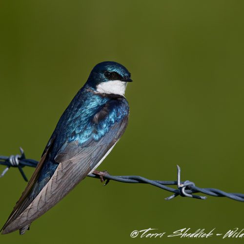 Tree Swallow on barbed wire