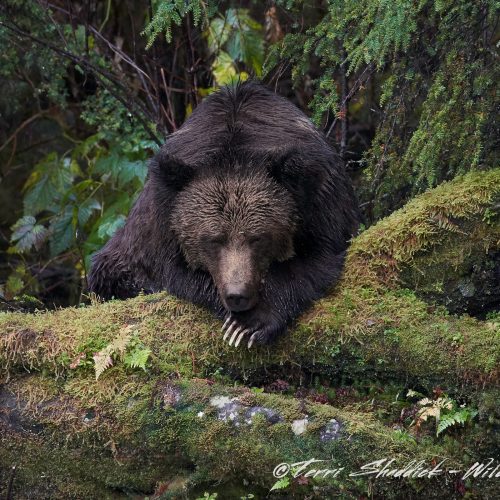 Grizzly bear sleeping with one eye open