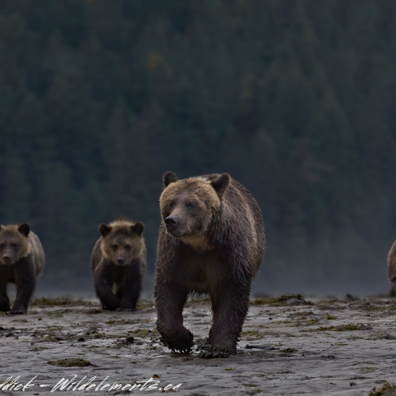Bear Bridgade mom three cubs