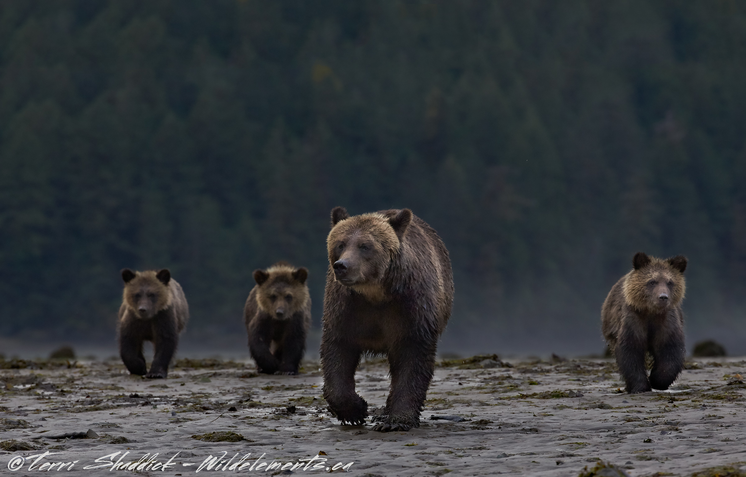 Bear Bridgade mom three cubs