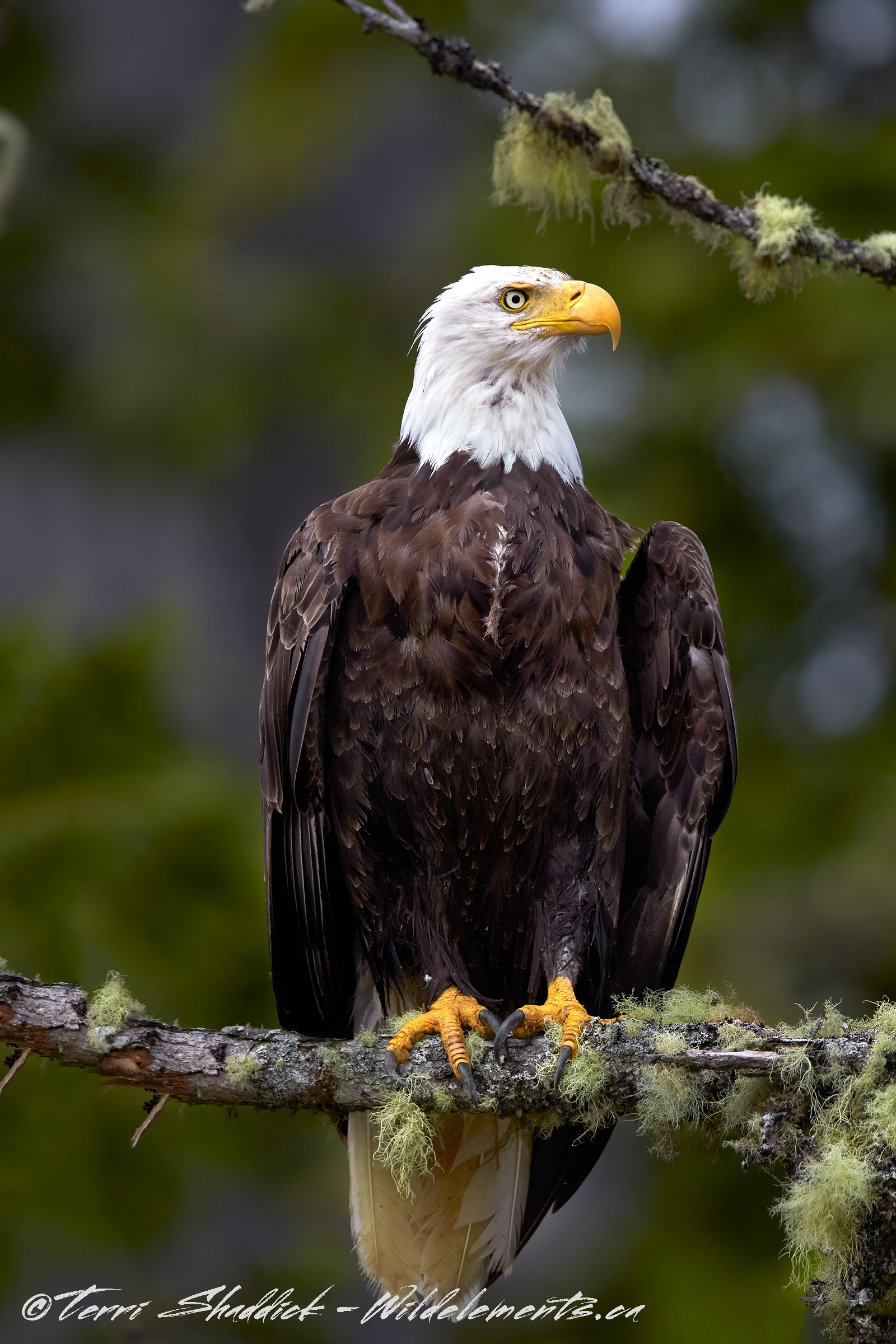 mottled bald eagle