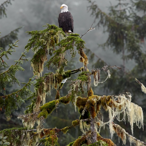 Bald Eagle perched on tree