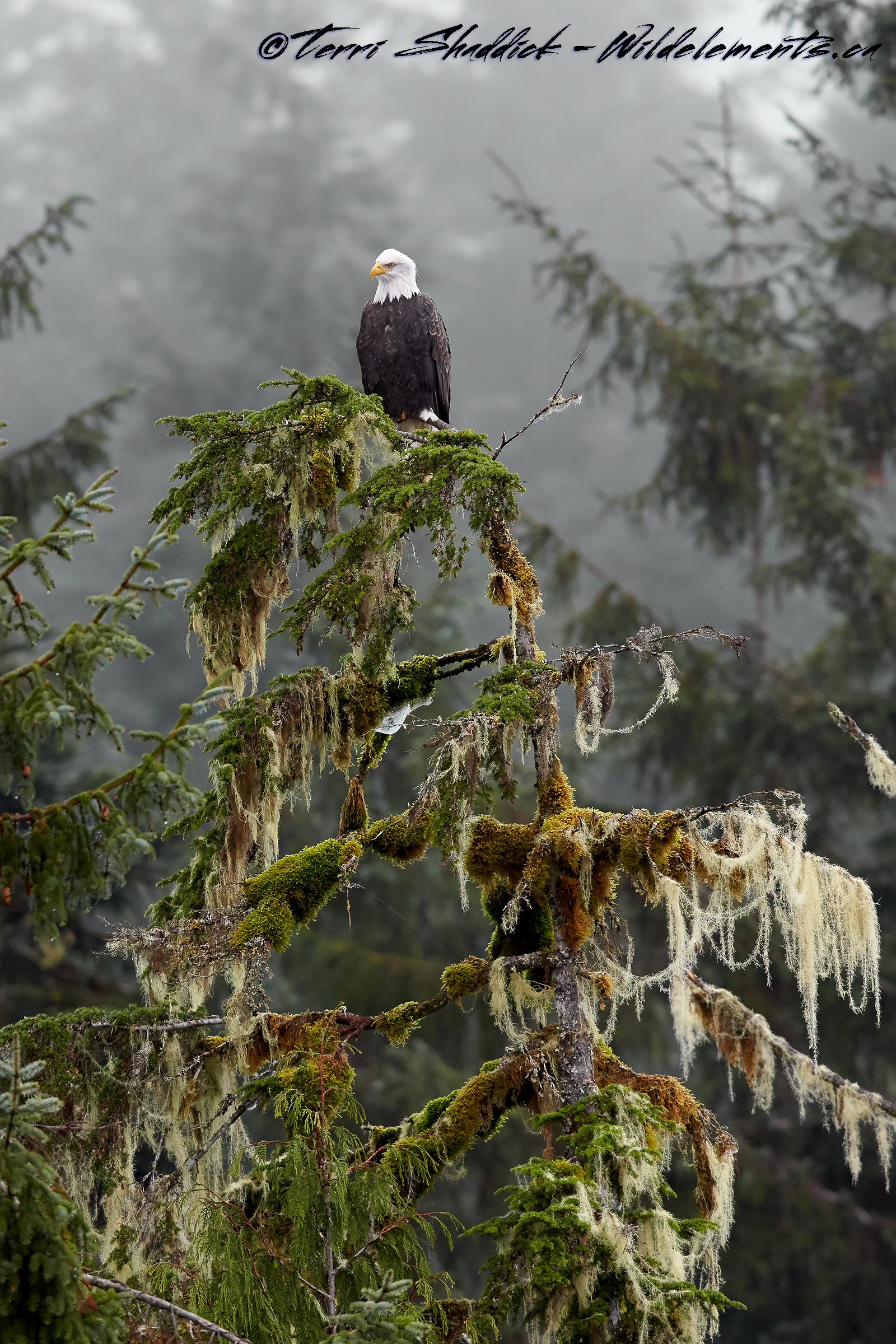 Bald Eagle perched on tree