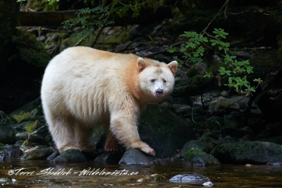 Spirit Kermode Bear Great Bear Rainforest