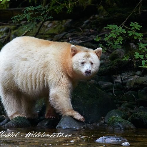 Spirit Kermode Bear Great Bear Rainforest