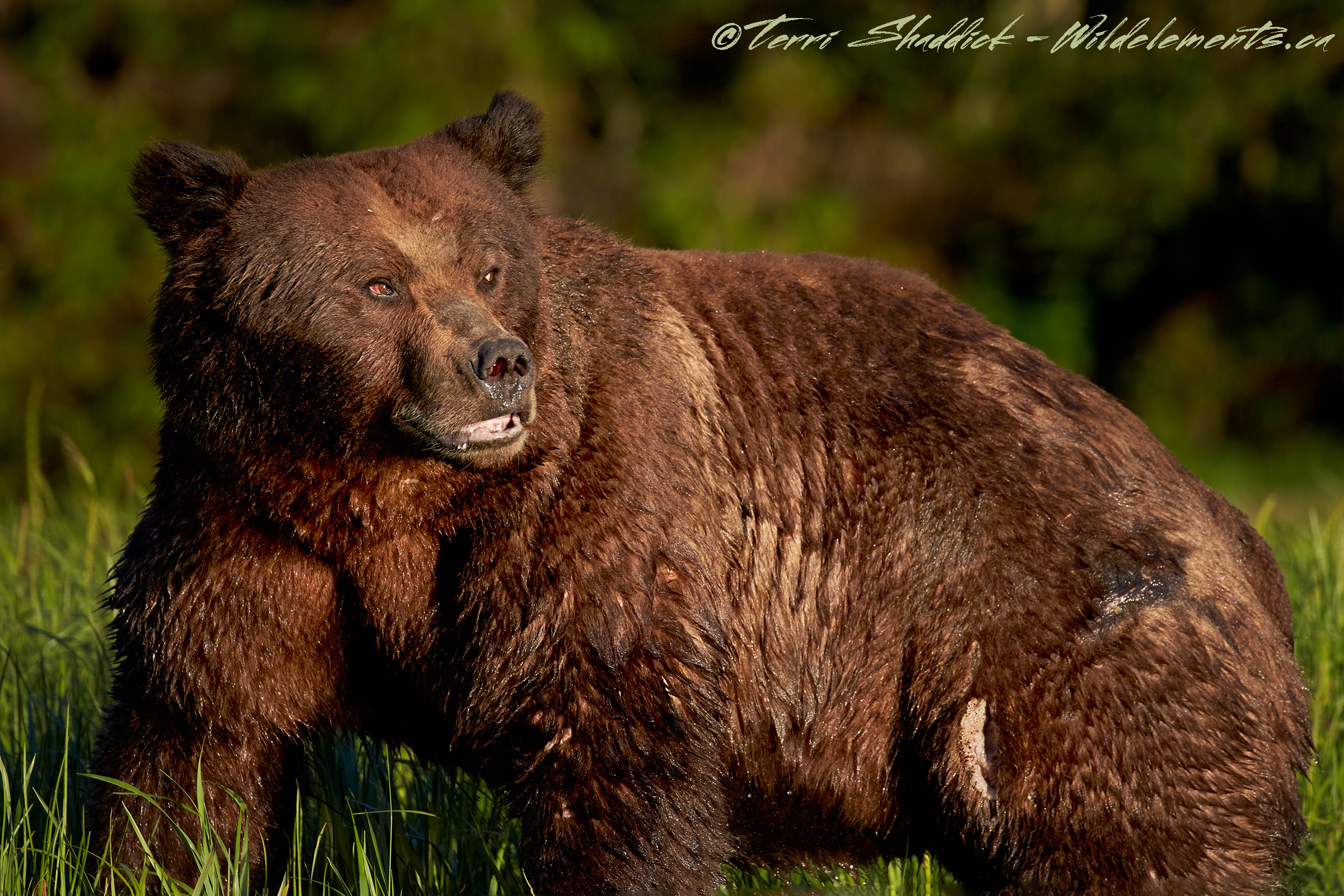 Grizzly Bear Battered Beaten Khutzeymateen British Columbia