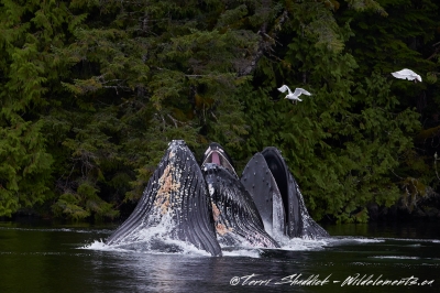 Humpback Whales bubble netting
