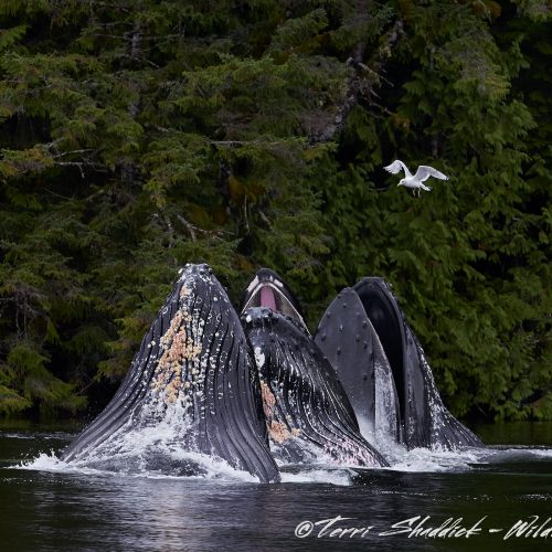 Humpback Whales bubble netting