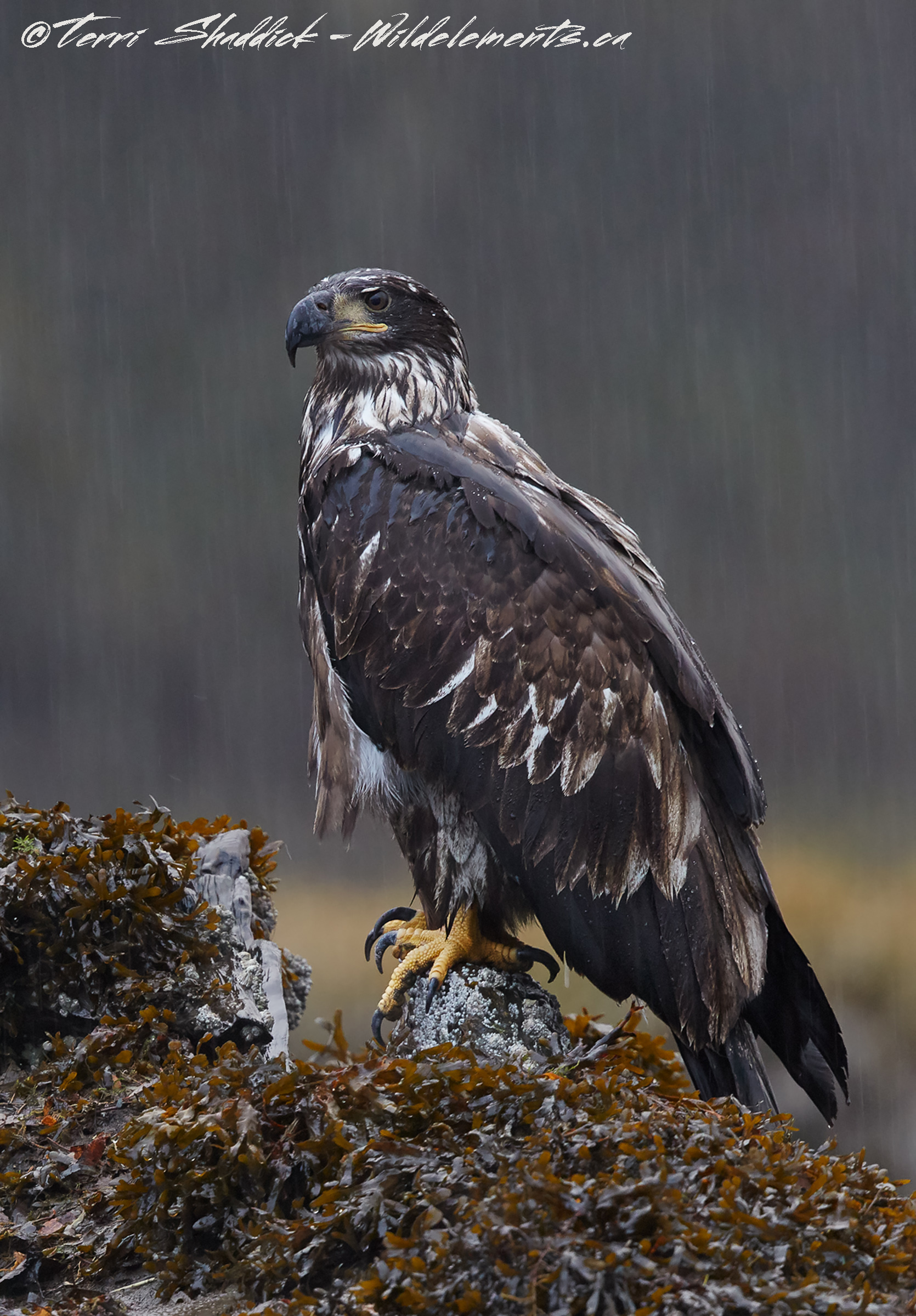 Bald Eagle Perched in Downpour Hurricane