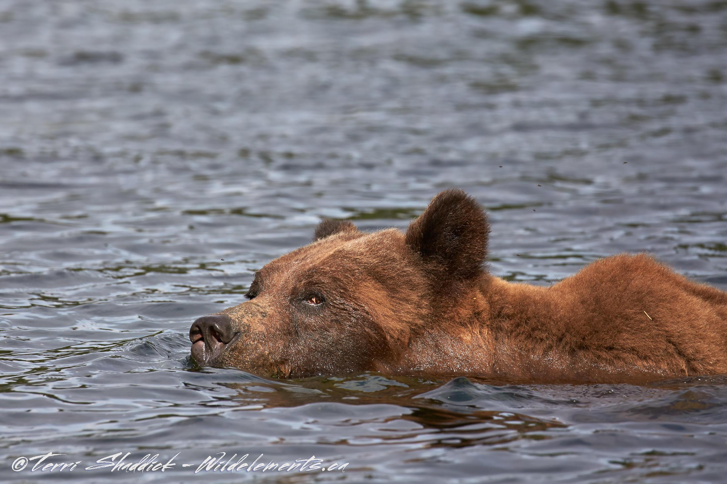 Grizzly Bear swimming eyeing Khutzeymateen