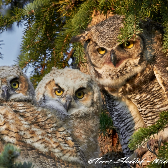 Great Horned Owl Family Photo