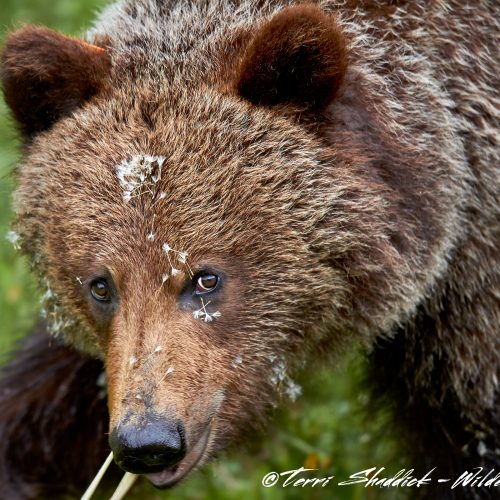 Grizzly Bear Yearling with Fluff Face