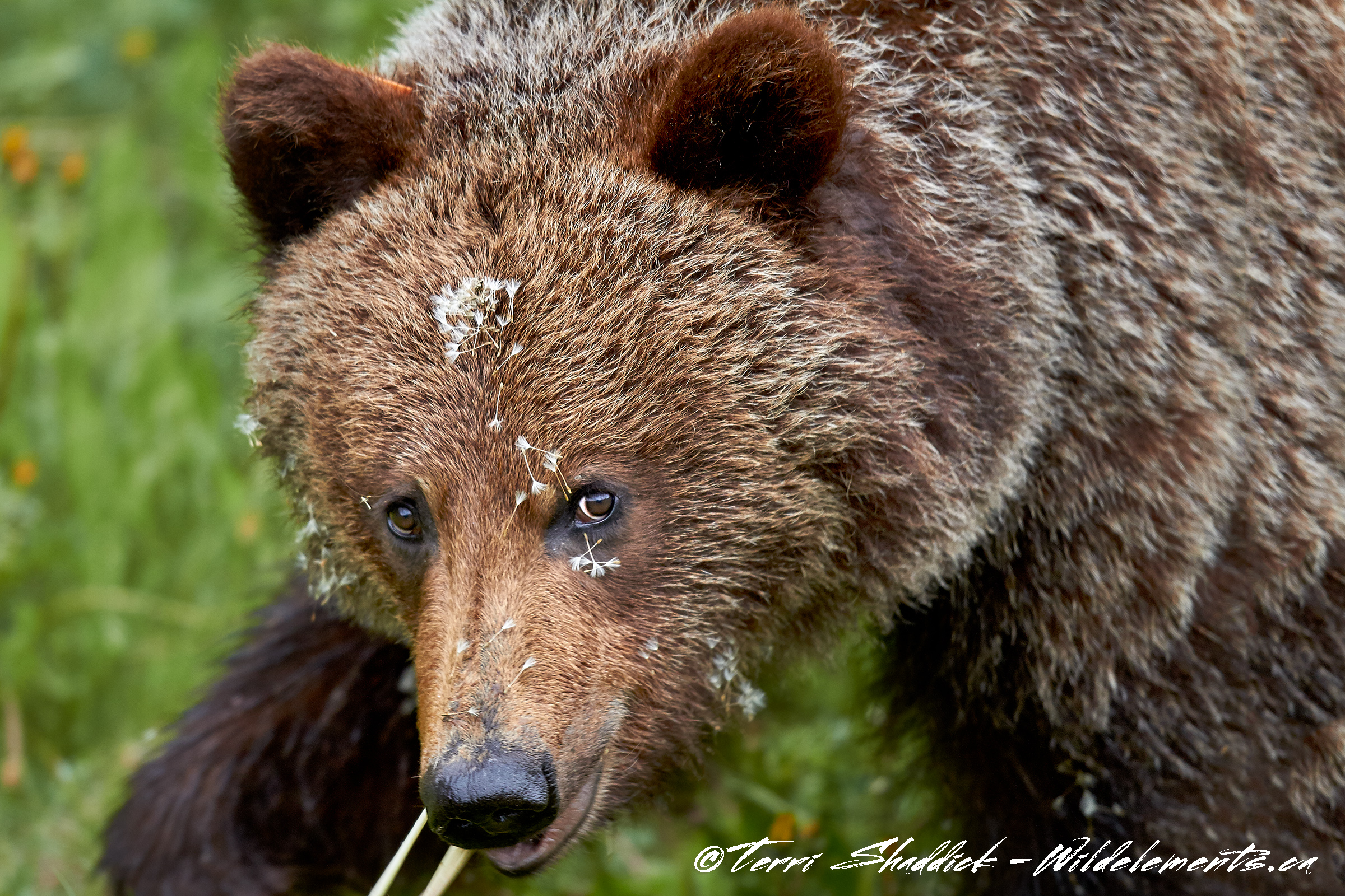 Grizzly Bear Yearling with Fluff Face