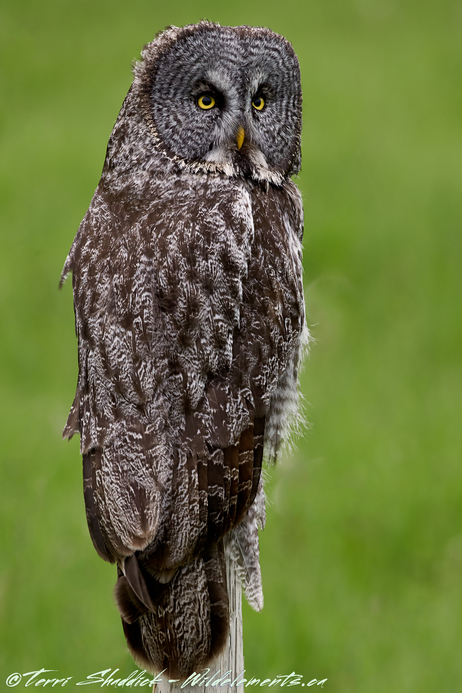Great Gray Owl Green Background