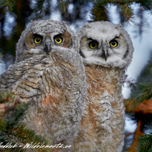 Great Horned Owls Baby Siblings