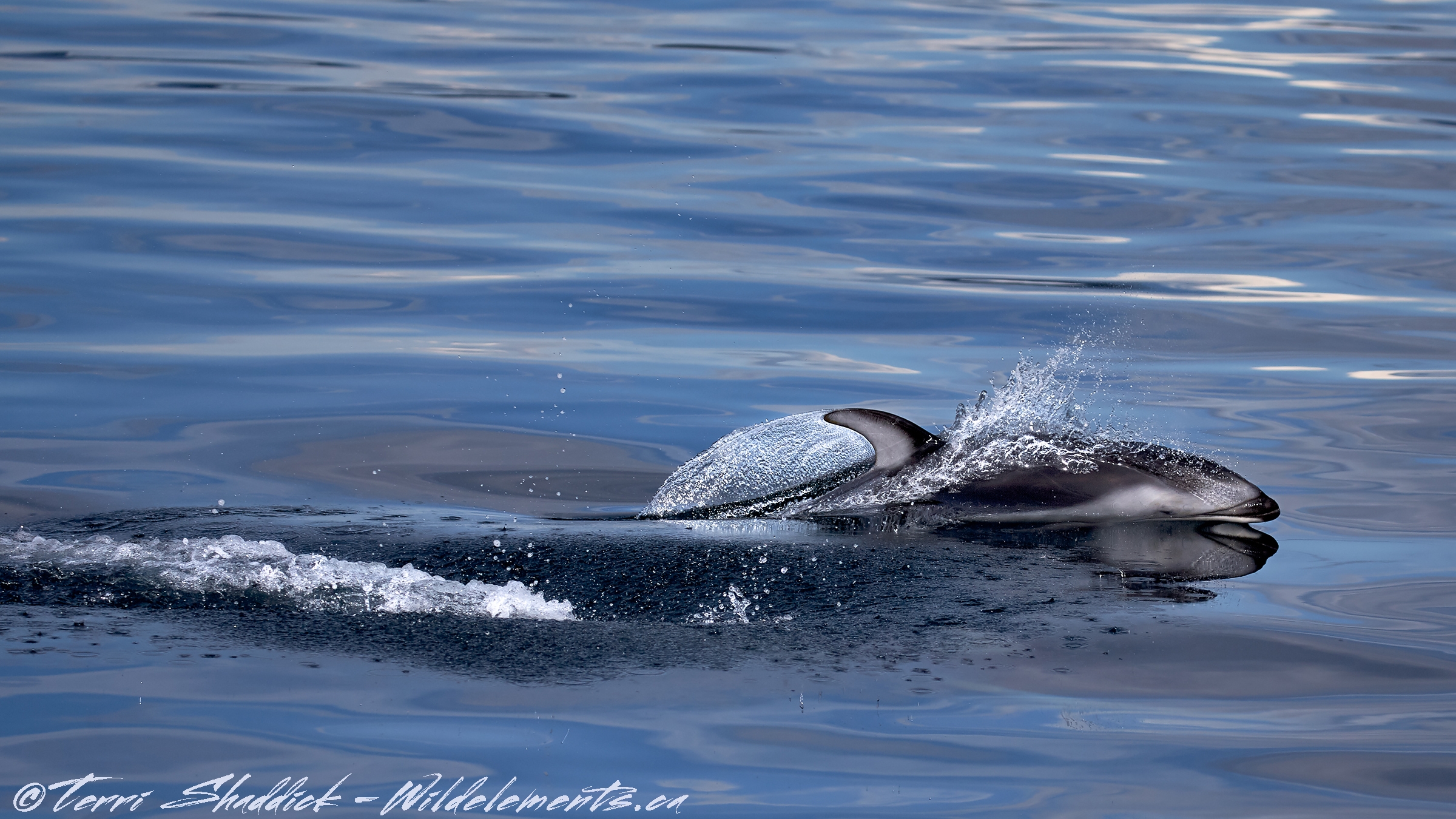 Pacific White-Sided Dolphin gliding through water