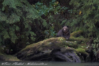 Grizzly Bear Great Bear Rainforest