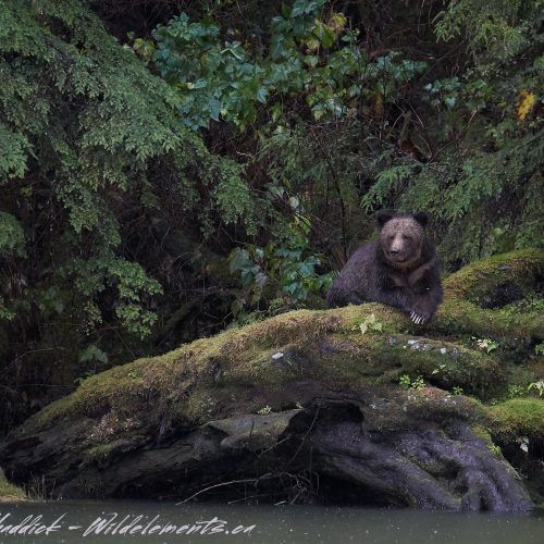 Grizzly Bear Great Bear Rainforest