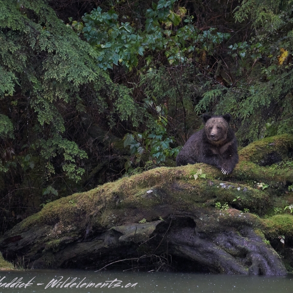 Grizzly Bear Great Bear Rainforest