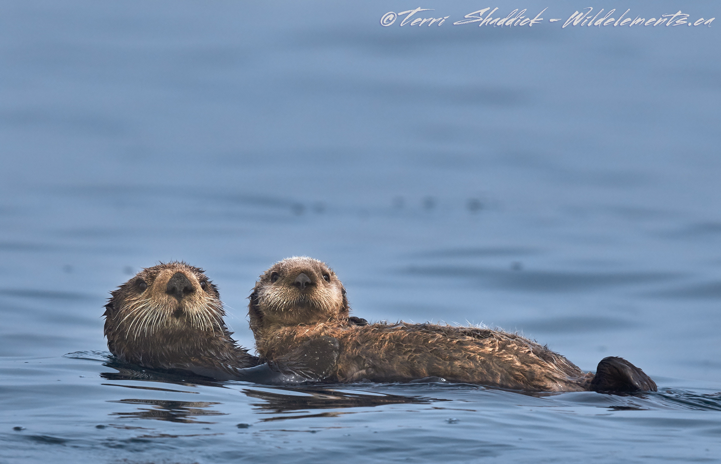 Sea otter and pup