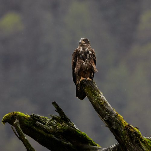 Bald Eagle perched on stump