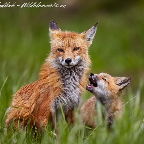Fox kit baby and Mom