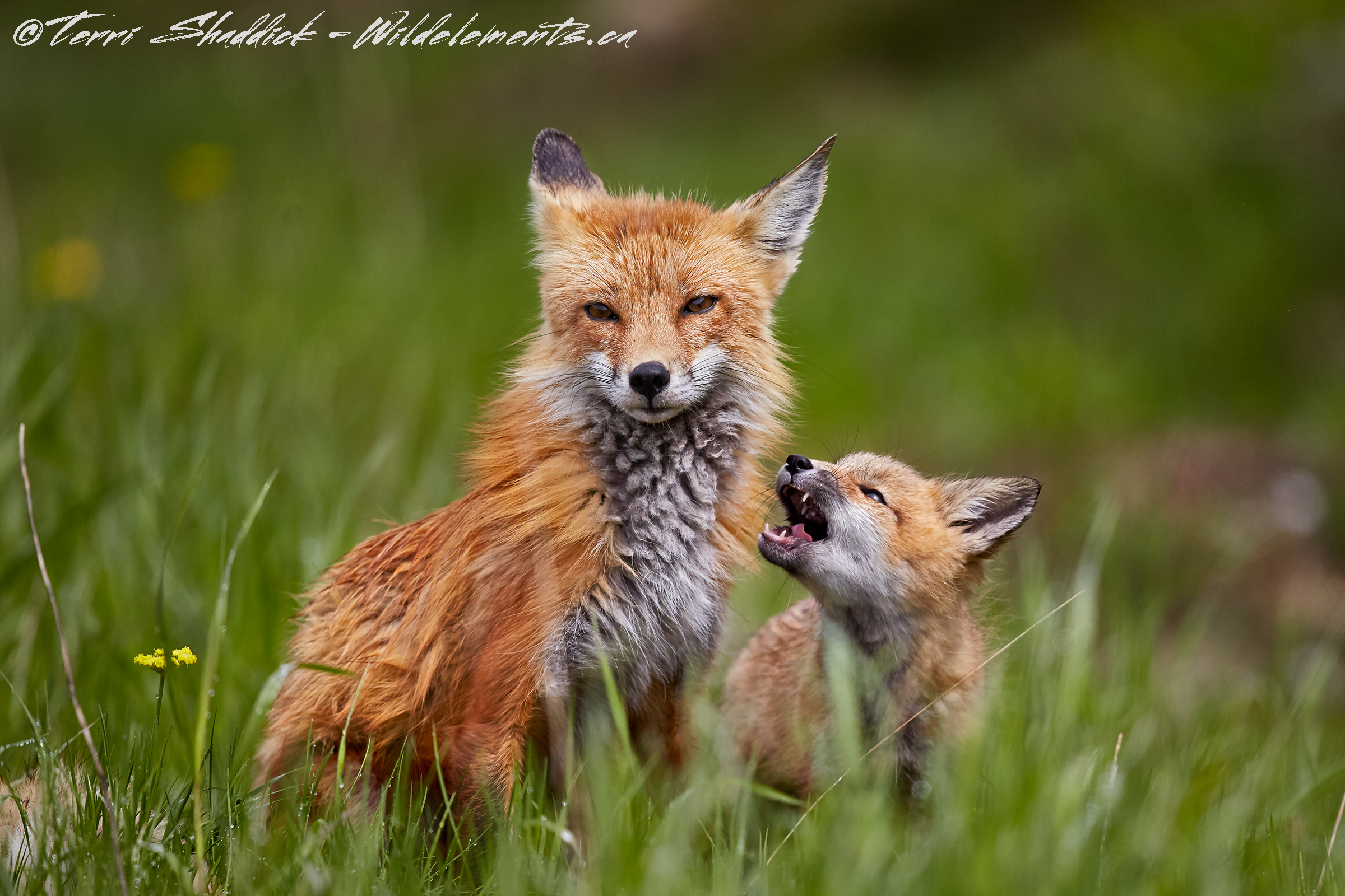 Fox kit baby and Mom