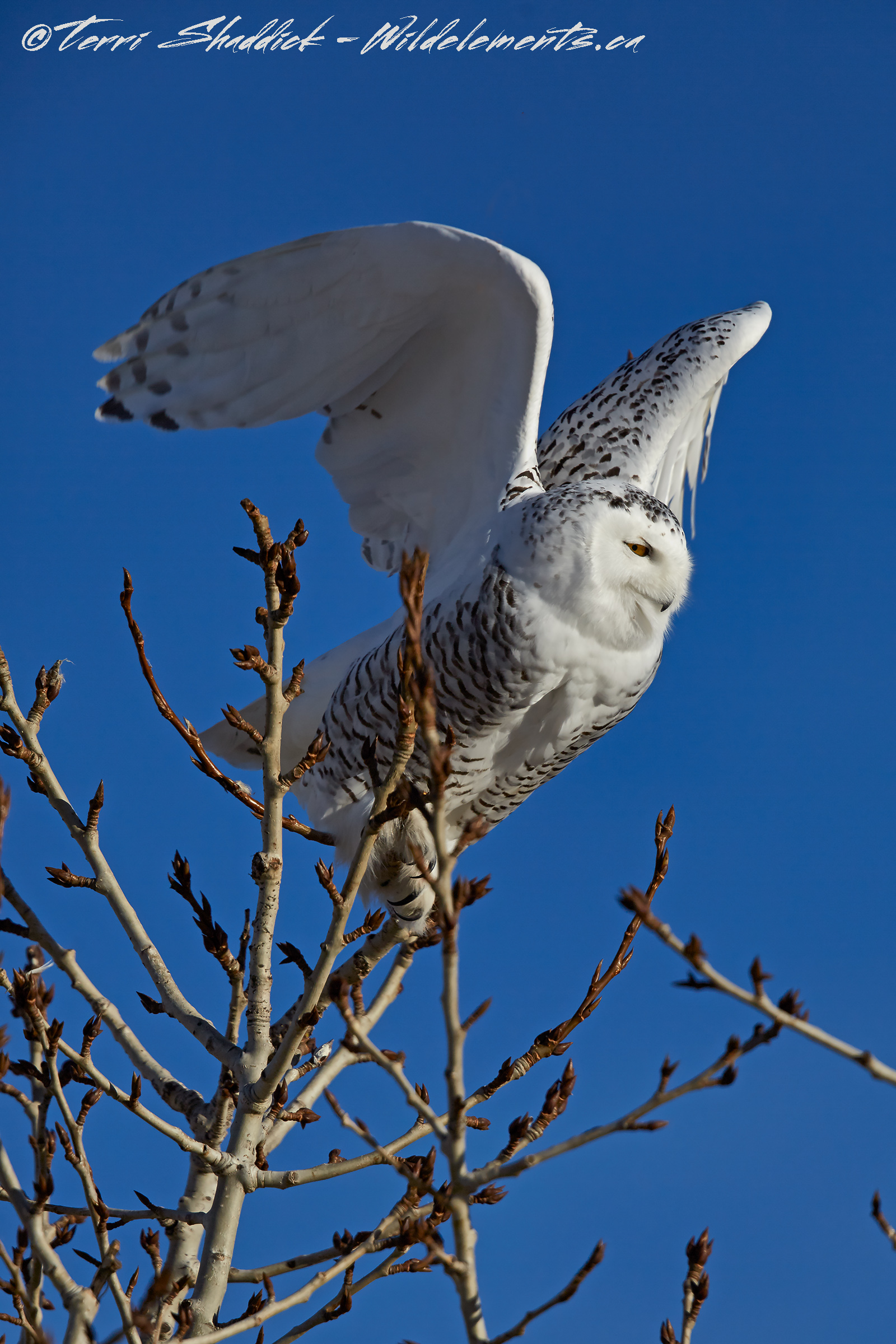 Snowy Owl ready for Lift off