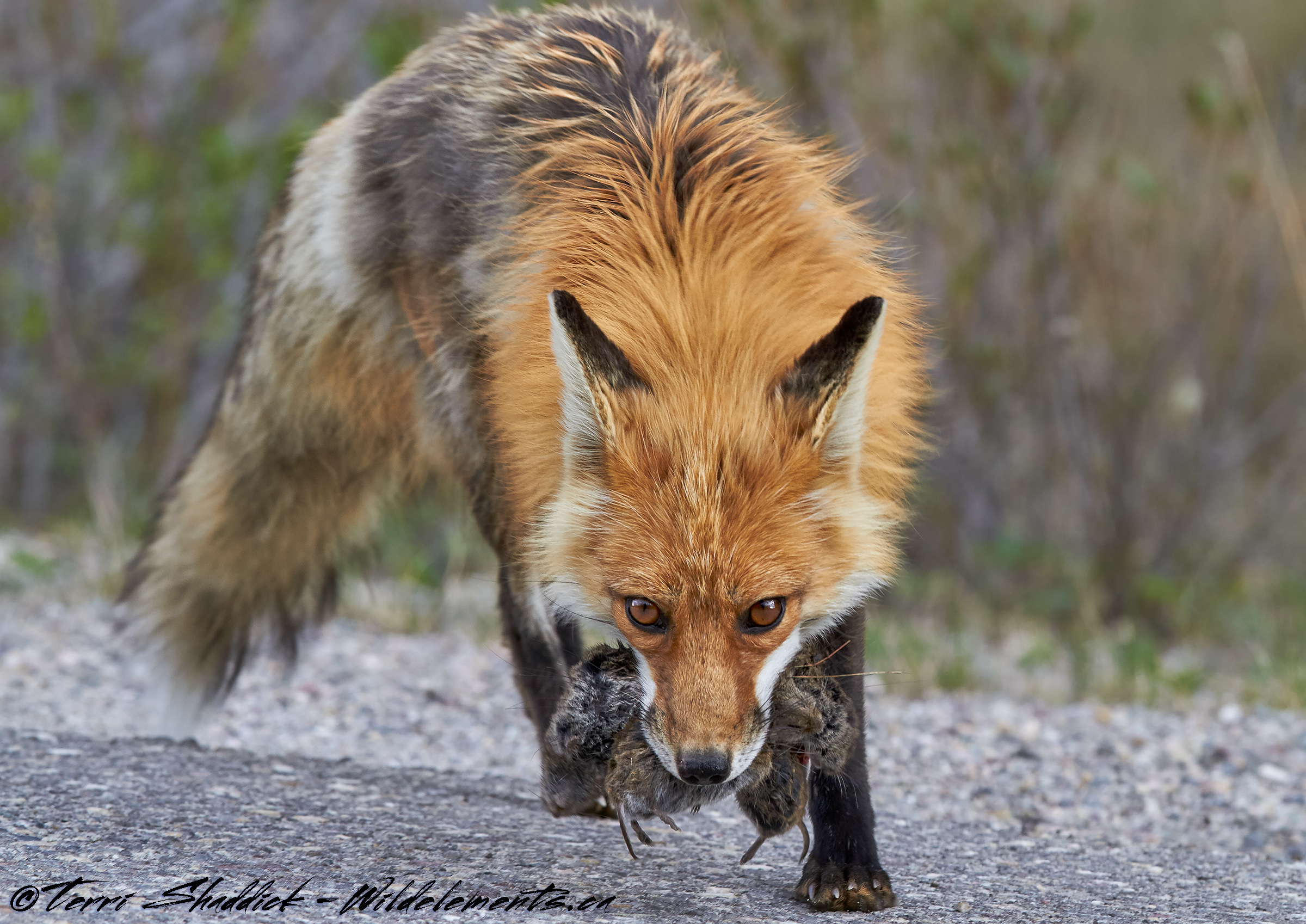 Red fox with mouth full of voles
