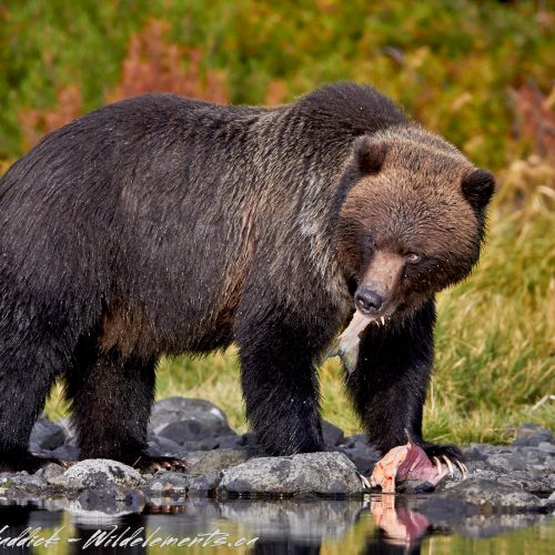 Grizzly Bear eating Pink Salmon
