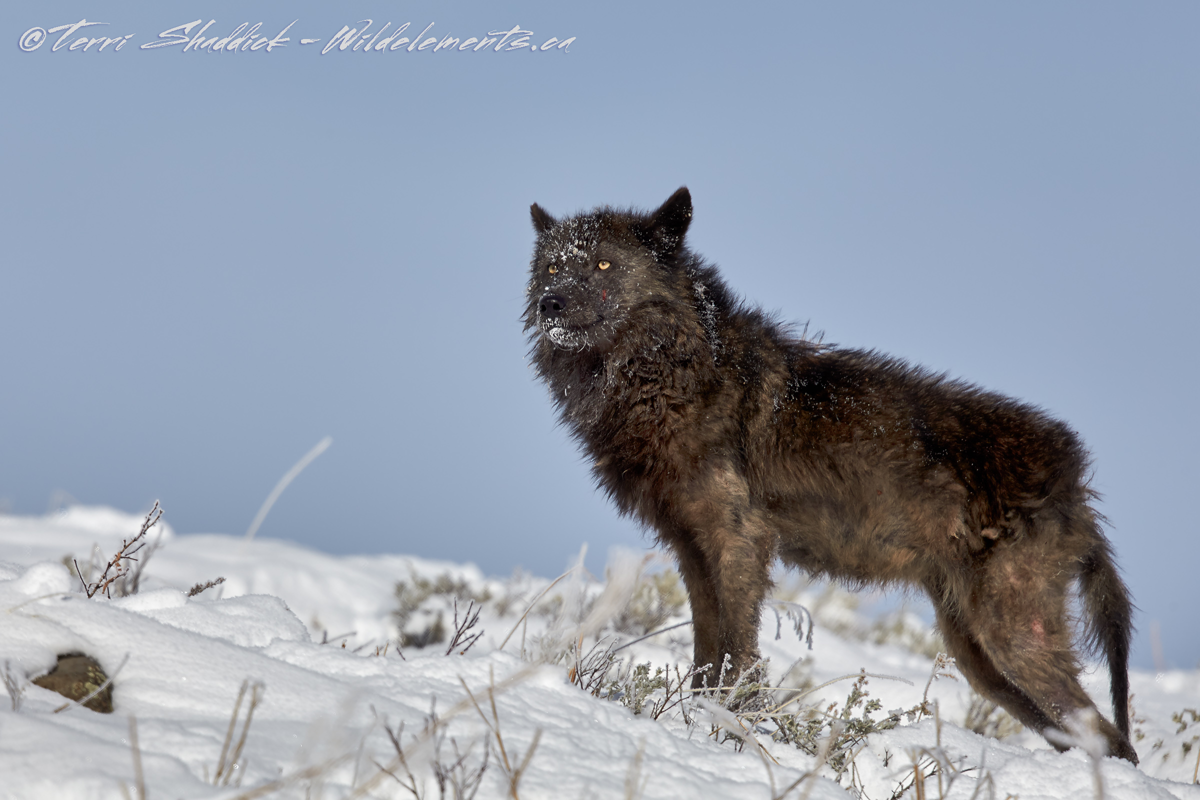 Grey Wolf Yellowstone