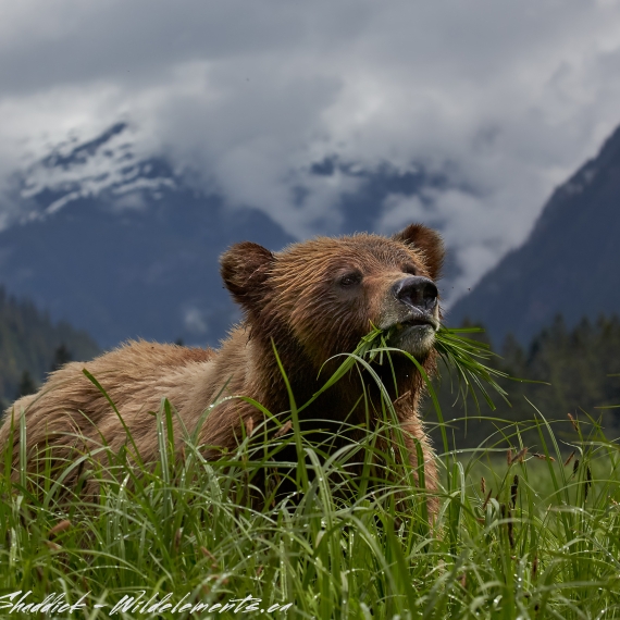 Grizzly Bear eating grass Khutzeymateen