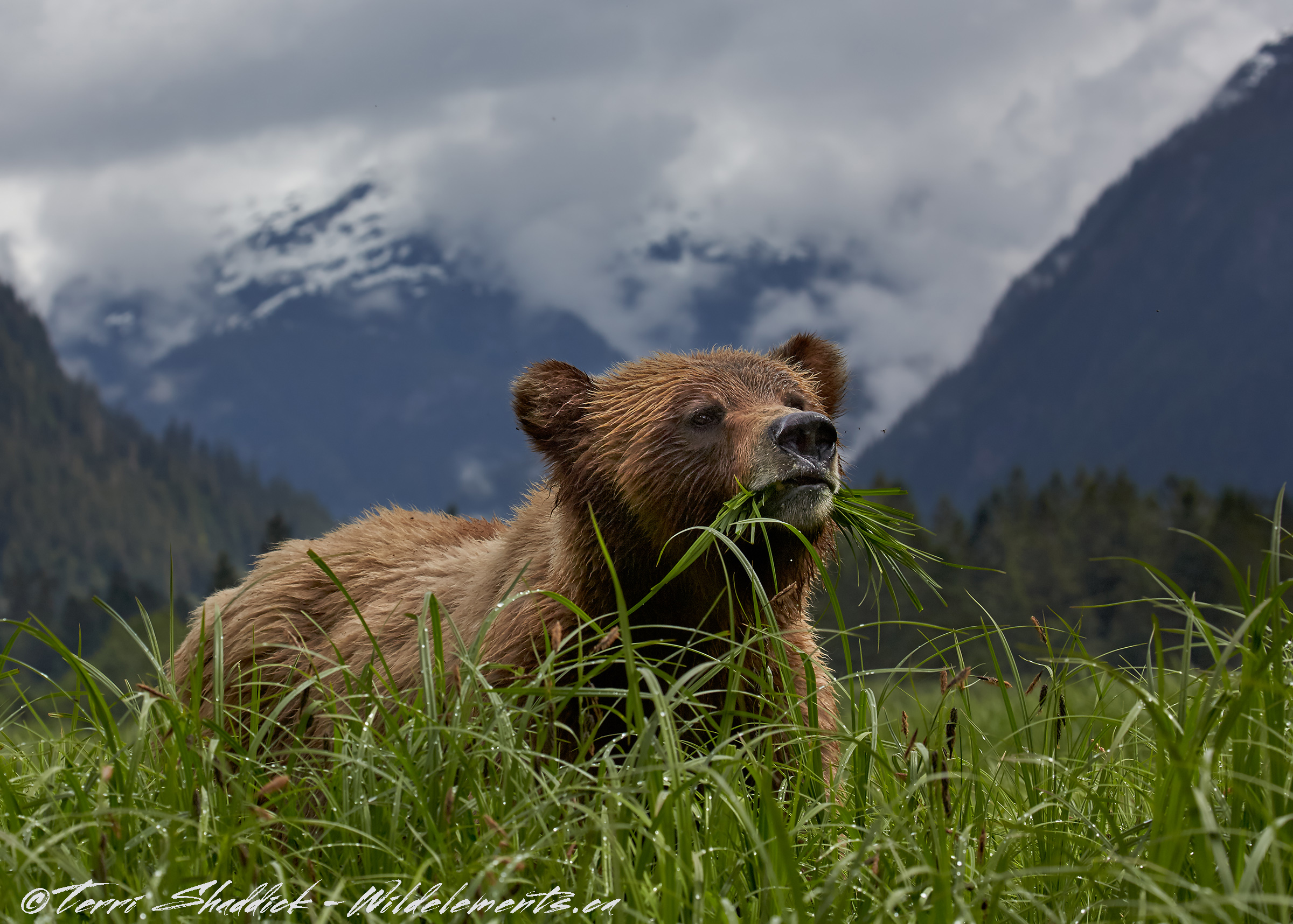 Grizzly Bear eating grass Khutzeymateen