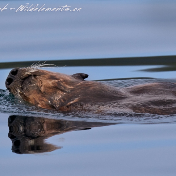 Sea Otter Skimming the Surface of Water