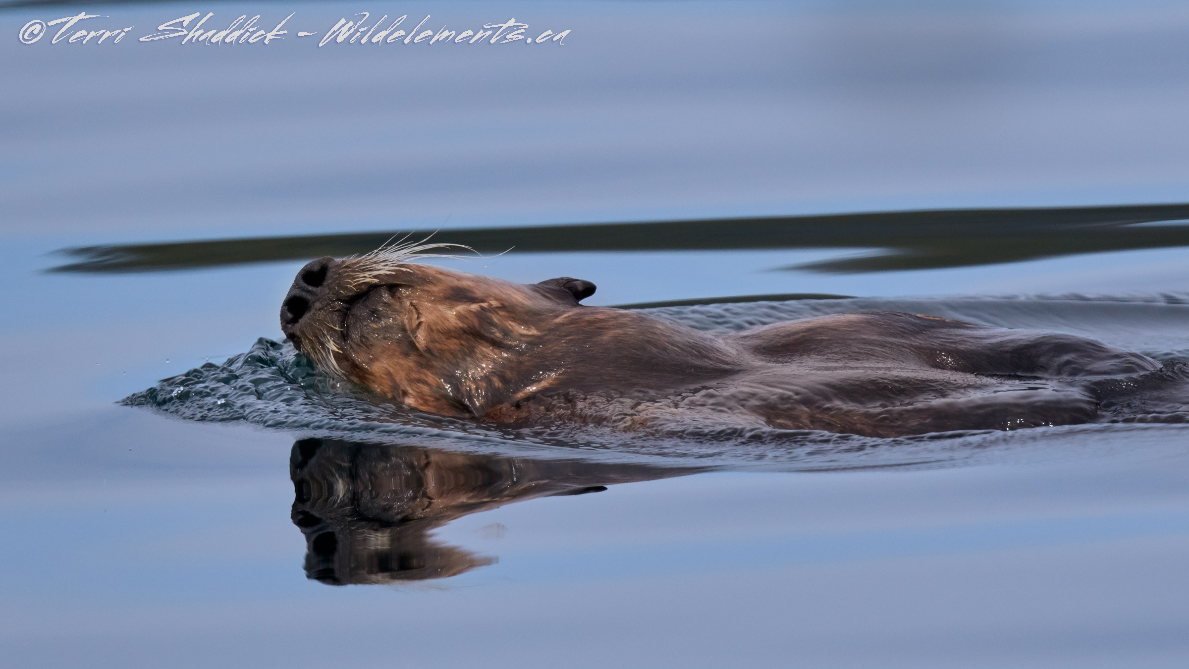 Sea Otter Skimming the Surface of Water