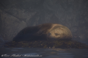 Sea Lion Snoozing Sleeping British Columbia