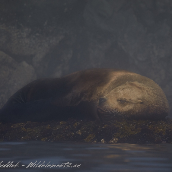 Sea Lion Snoozing Sleeping British Columbia