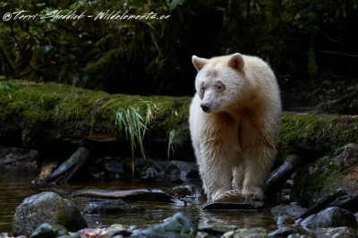 Spirit Bear Gear Bear Rainforest British Columbia