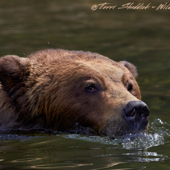 Grizzly Bear Swimming in Khutzeymateen British Columbia