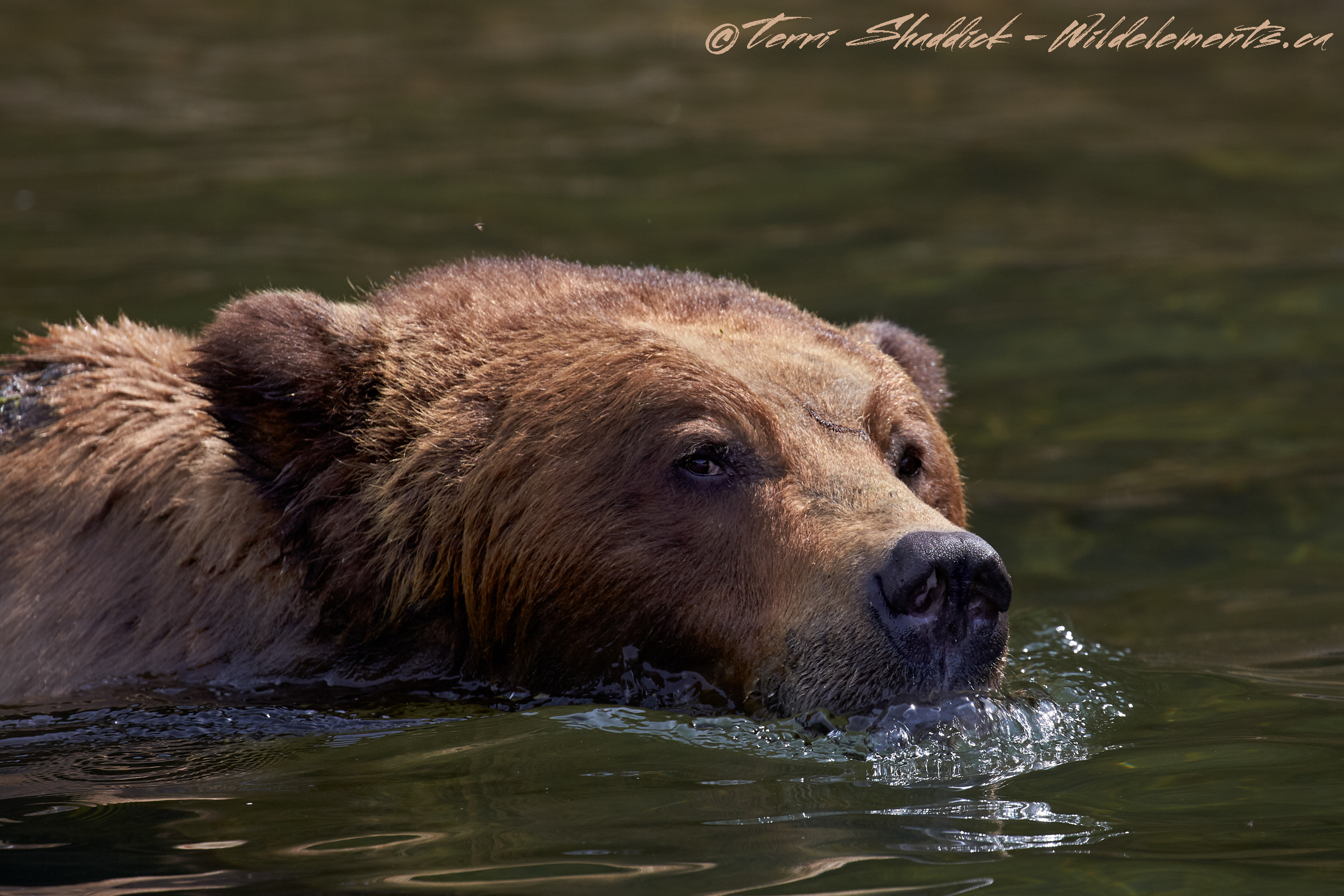 Grizzly Bear Swimming in Khutzeymateen British Columbia