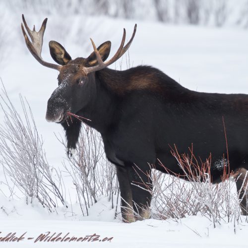Moose Eating Twigs