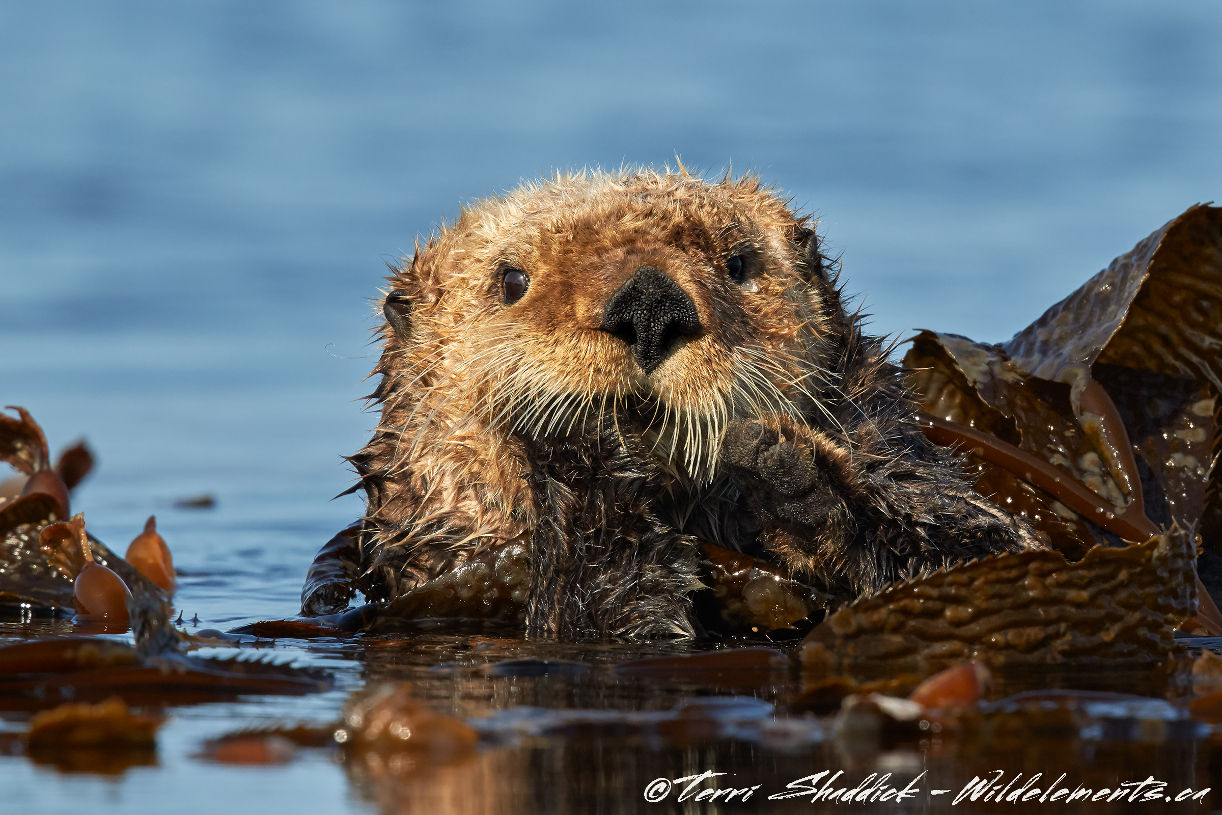 Sea Otter Serious