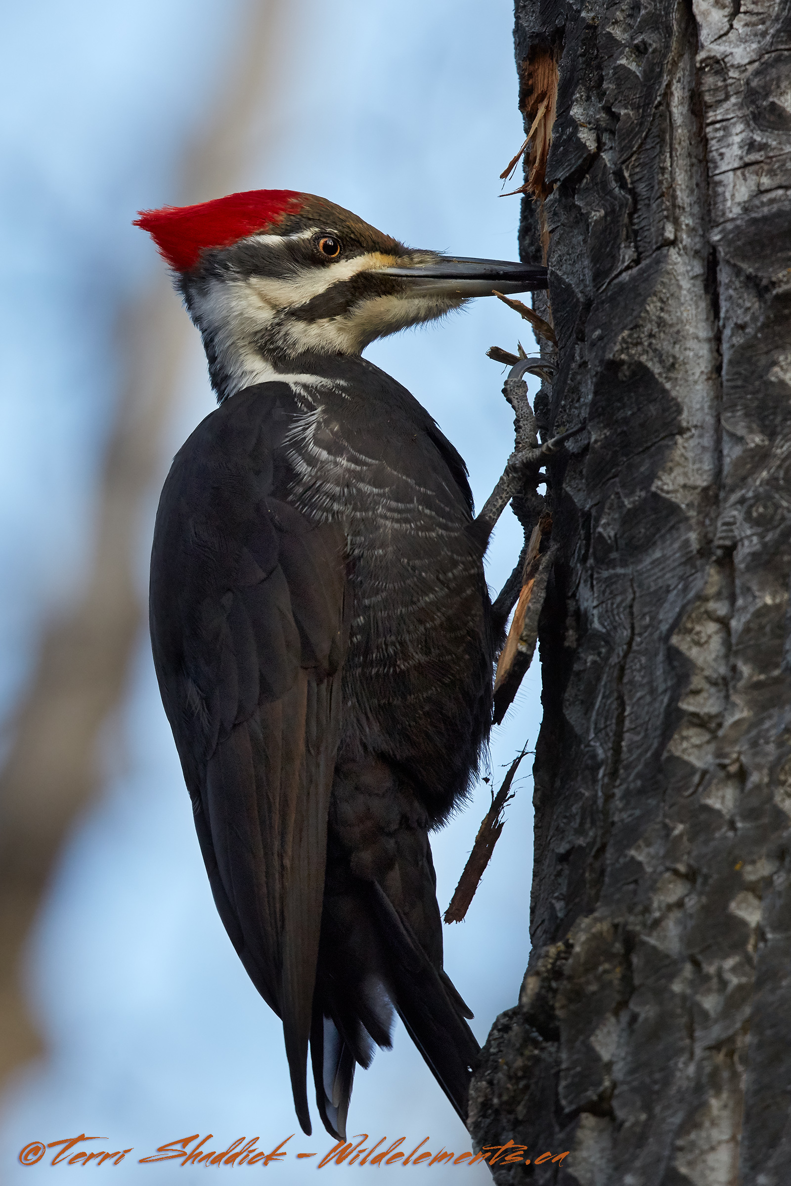 Pileated Woodpecker pecking tree