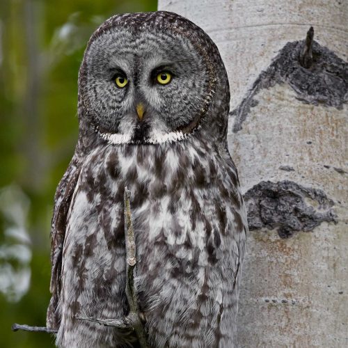 Great Gray Owl looking Statuesque